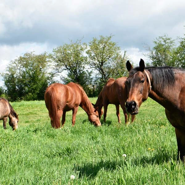 Pension pour chevaux à Saint-Just-près-Brioude, Haute-Loire